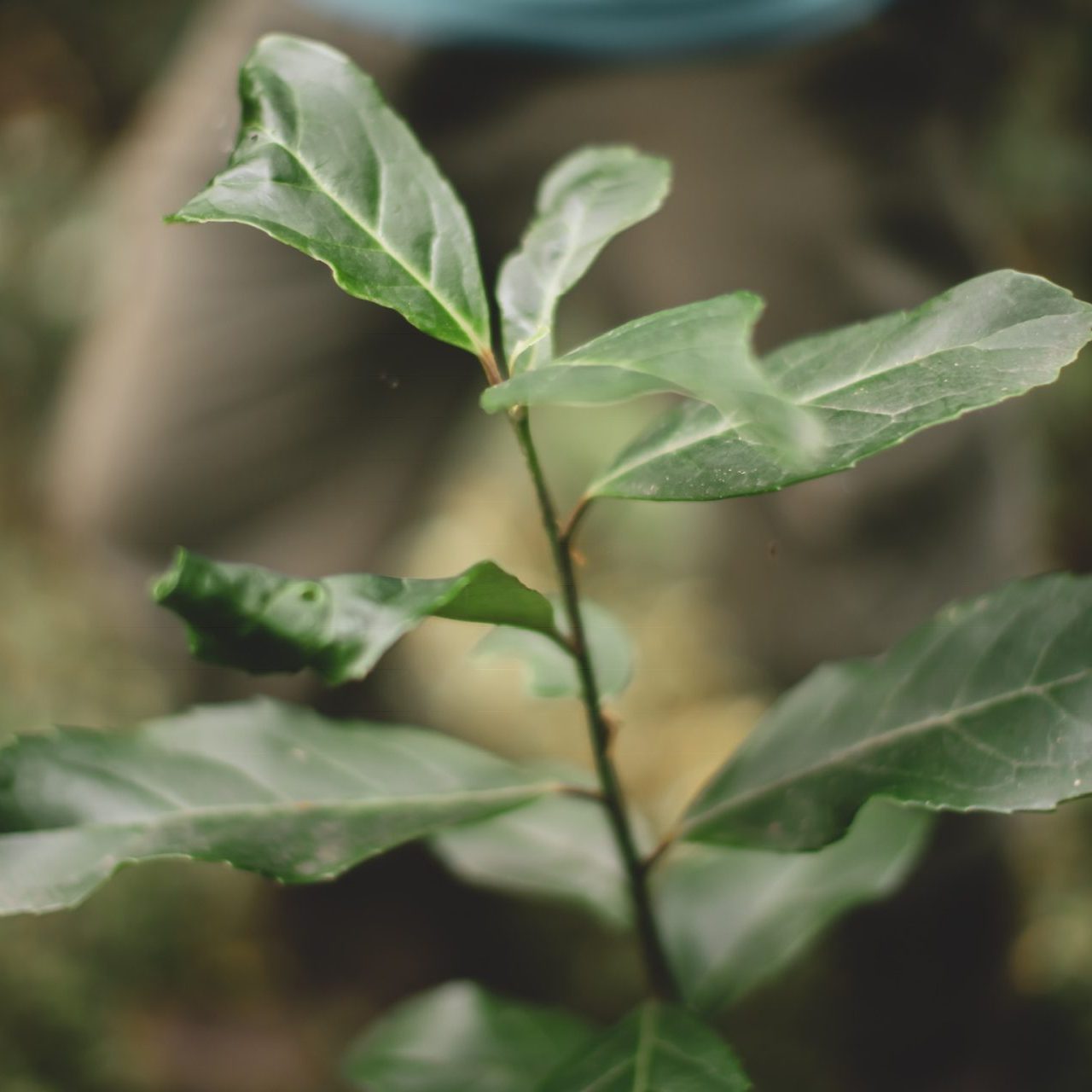yerba mate illes paraguayensis