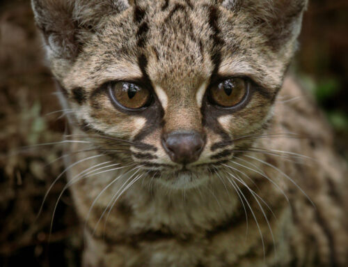 PROGRAMA DE MONITOREO DEL MARGAY: AVISTAMIENTOS DE LA ESPECIE EN LOS BOSQUES SERRANOS