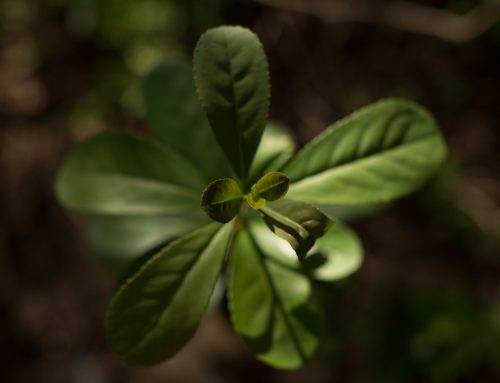 La yerba mate en Ambá